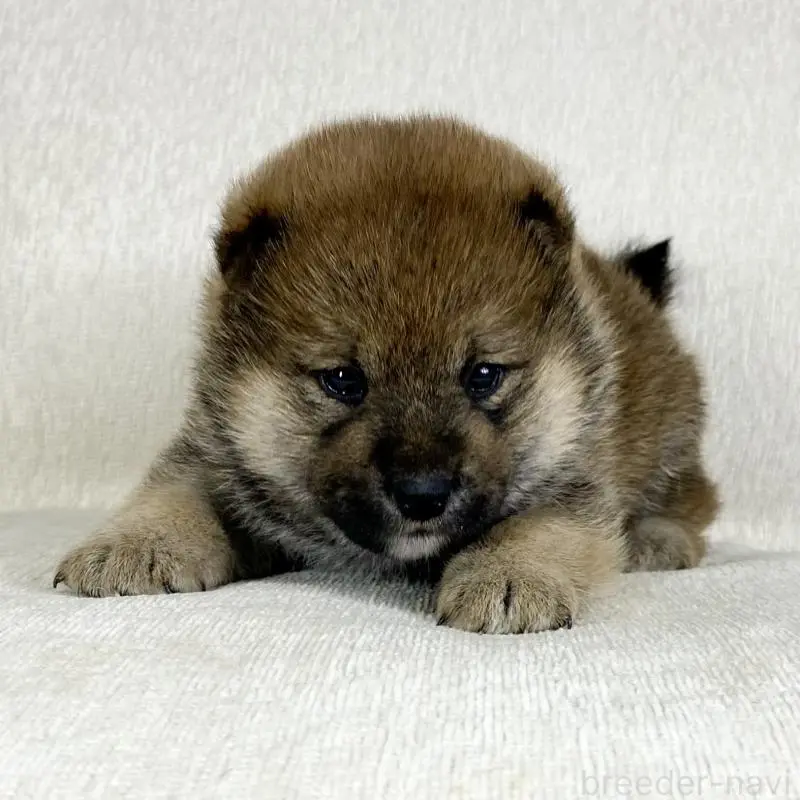 販売中の茨城県の柴犬-452513の11枚目