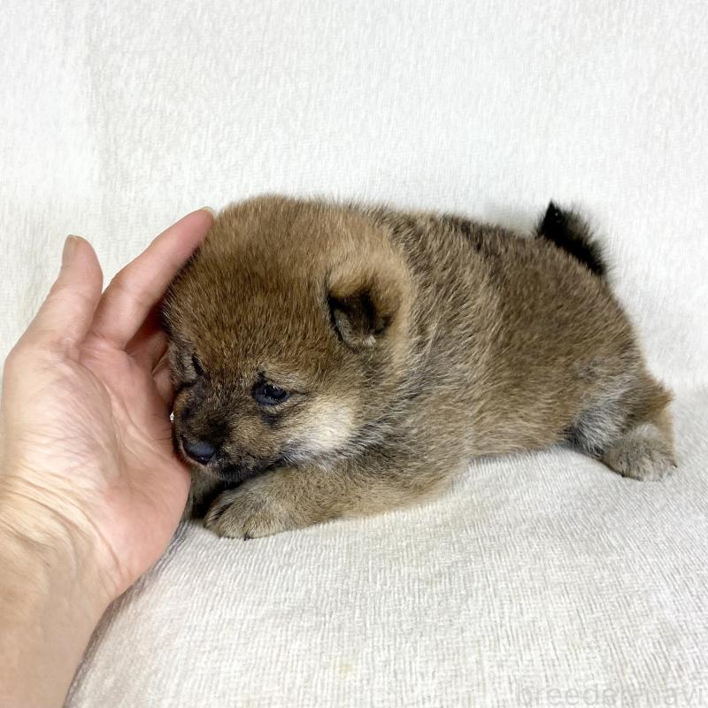 販売中の茨城県の柴犬-452513の10枚目