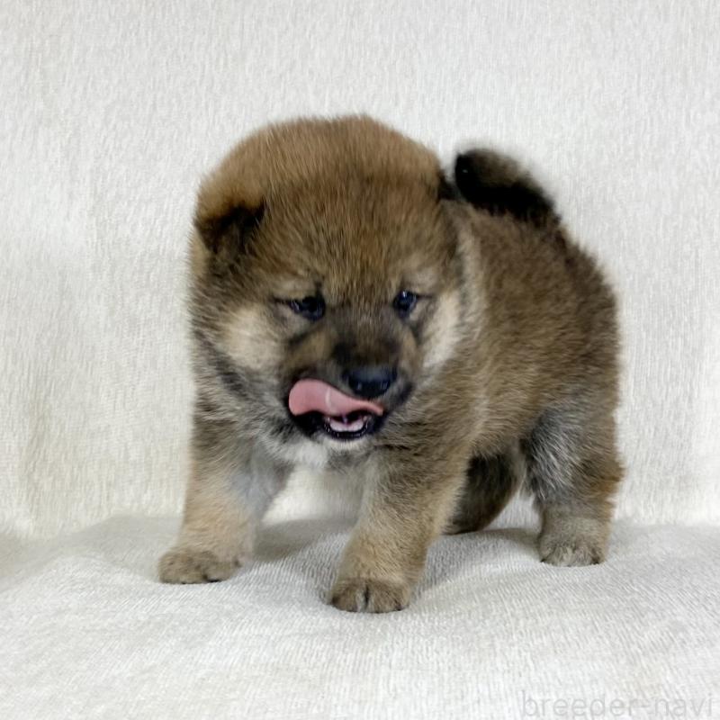 販売中の茨城県の柴犬-452513の9枚目