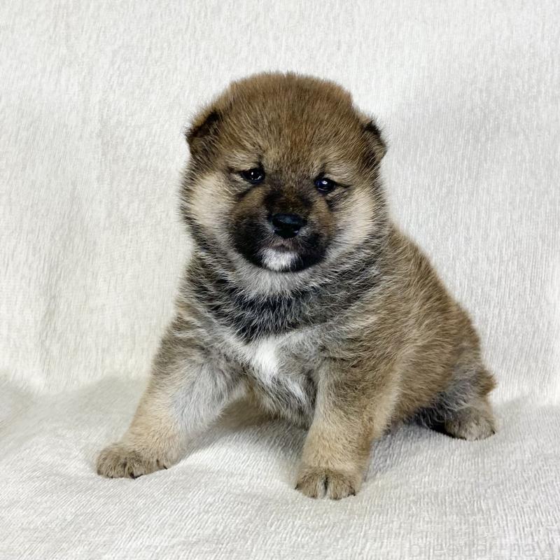 販売中の茨城県の柴犬-452513の8枚目