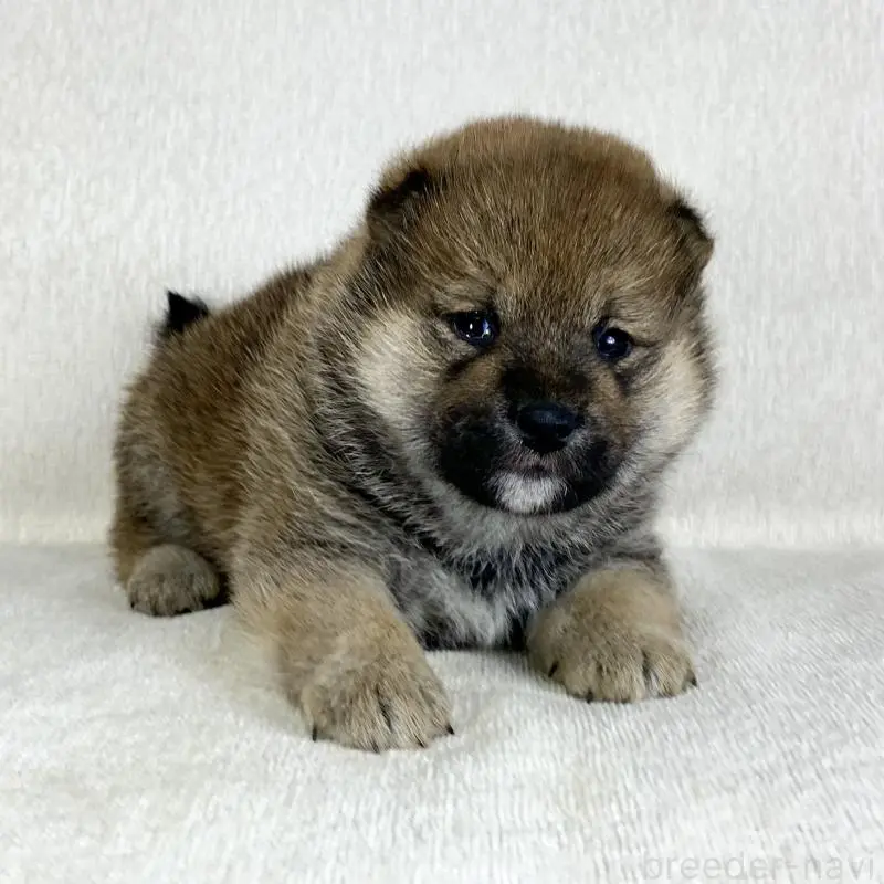 販売中の茨城県の柴犬-452513の7枚目