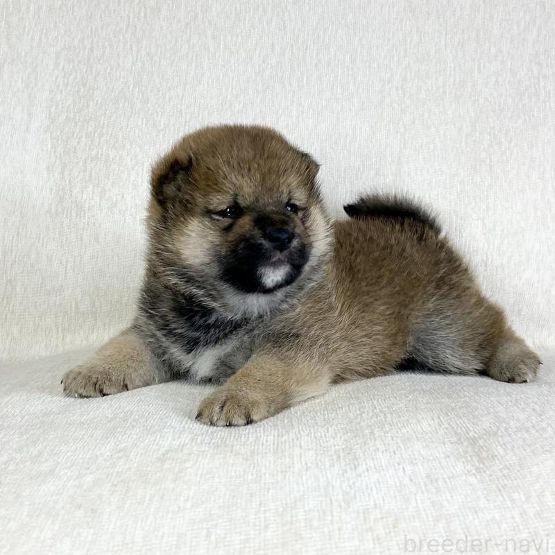 販売中の茨城県の柴犬-452513の5枚目