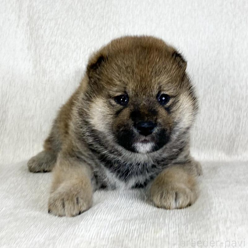 販売中の茨城県の柴犬-452513の4枚目