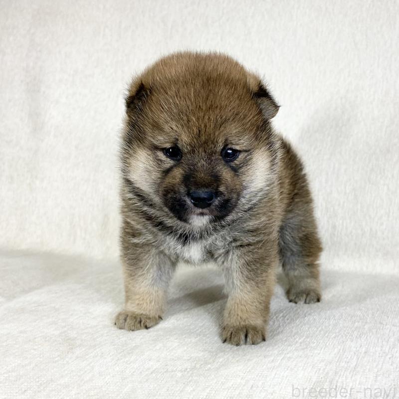 販売中の茨城県の柴犬-452513の3枚目