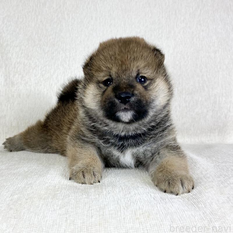 販売中の茨城県の柴犬-452513の2枚目