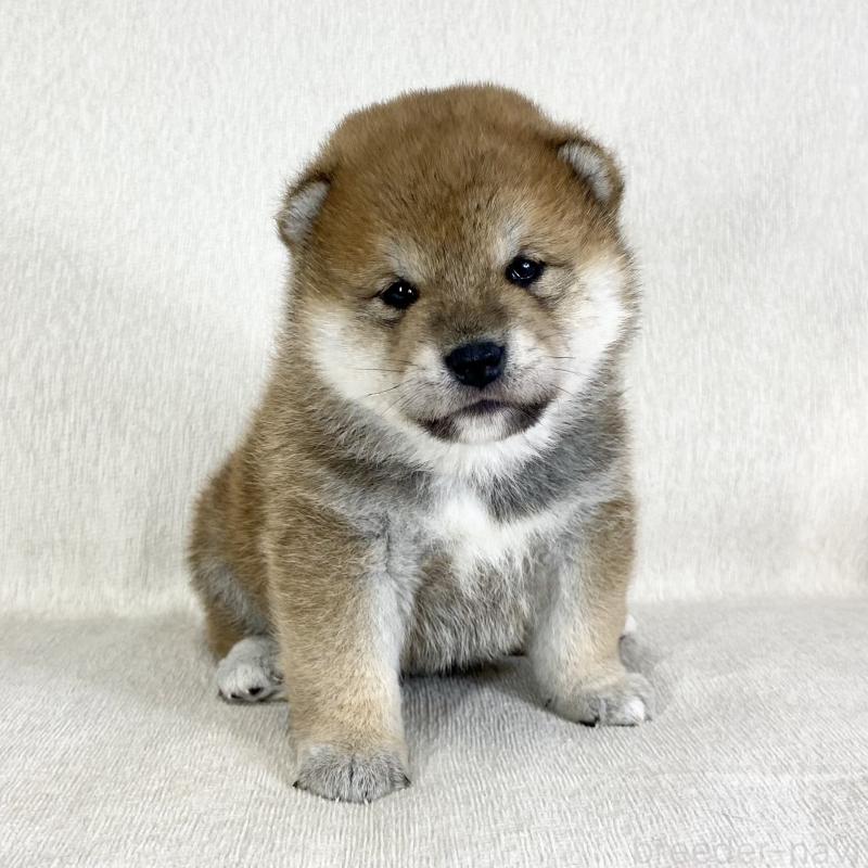 販売中の茨城県の柴犬-452515の13枚目