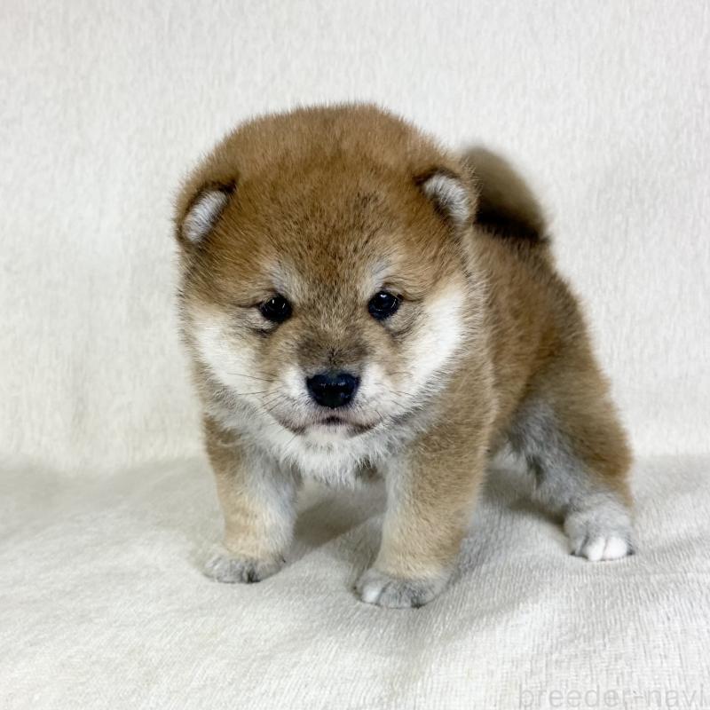 販売中の茨城県の柴犬-452515の11枚目