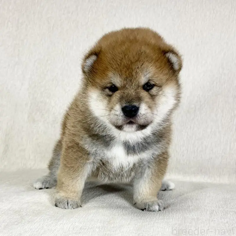 販売中の茨城県の柴犬-452515の7枚目