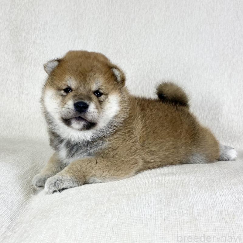 販売中の茨城県の柴犬-452515の6枚目