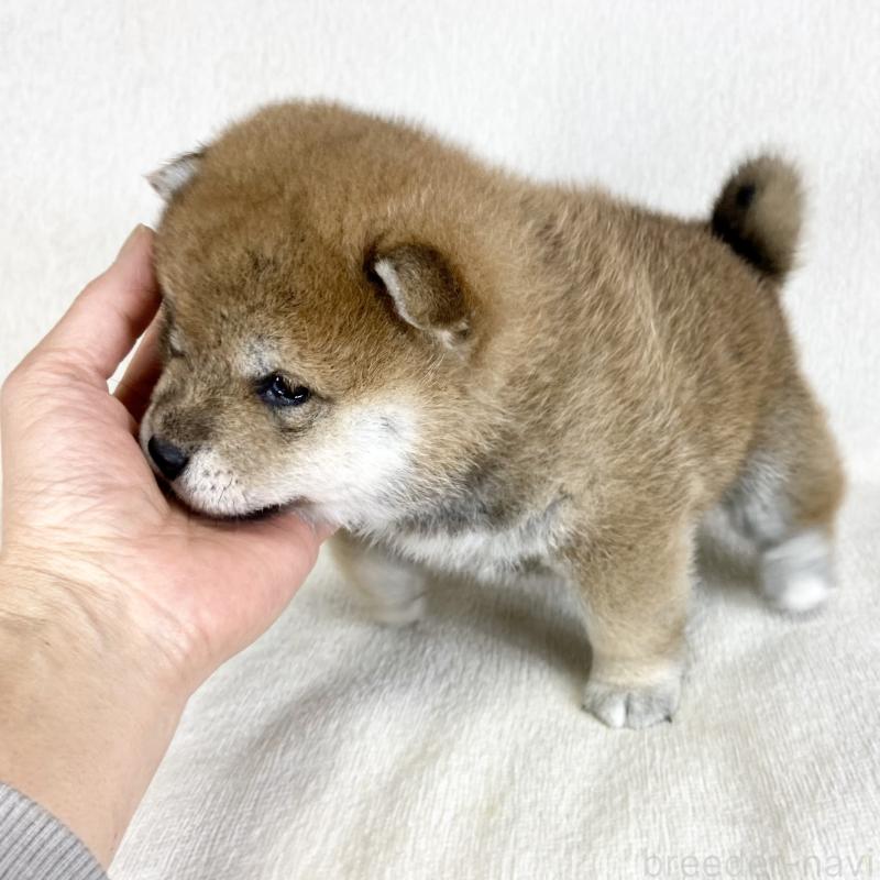 販売中の茨城県の柴犬-452515の4枚目