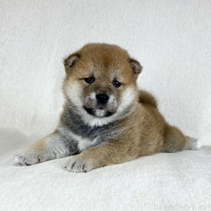 販売中の茨城県の柴犬-452516の15枚目