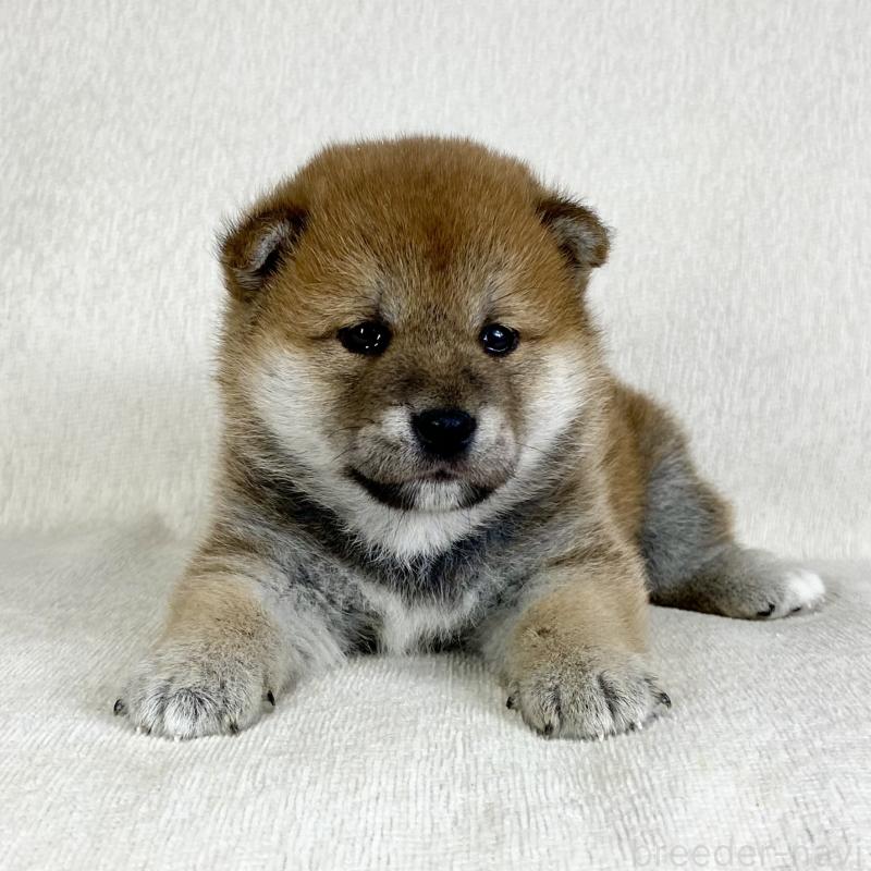 販売中の茨城県の柴犬-452516の14枚目