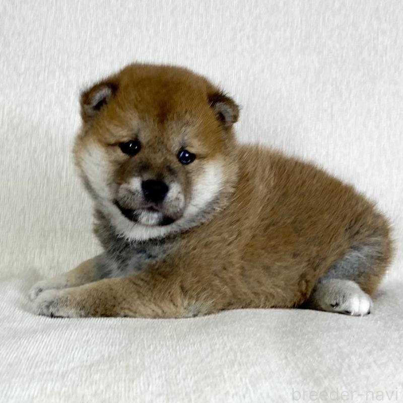 販売中の茨城県の柴犬-452516の13枚目