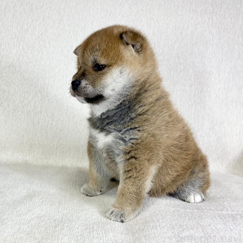 販売中の茨城県の柴犬-452516の12枚目