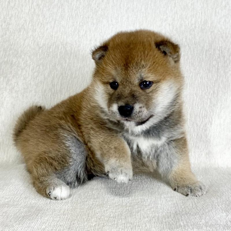 販売中の茨城県の柴犬-452516の11枚目