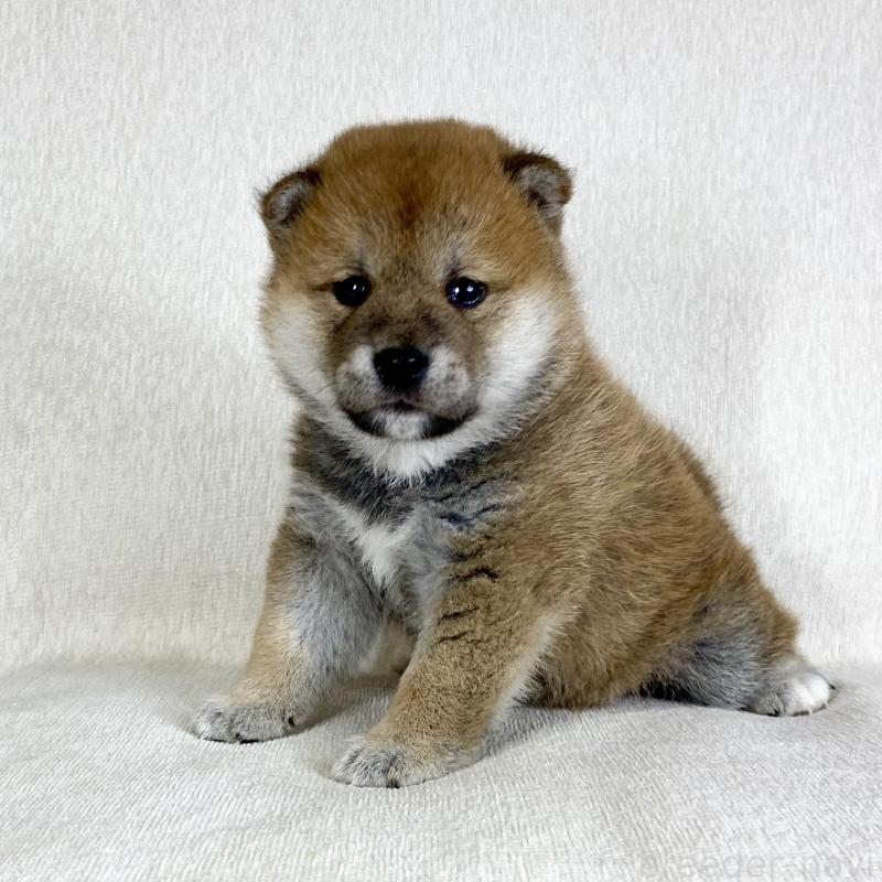 販売中の茨城県の柴犬-452516の10枚目