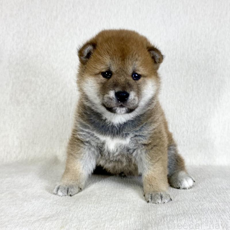 販売中の茨城県の柴犬-452516の9枚目