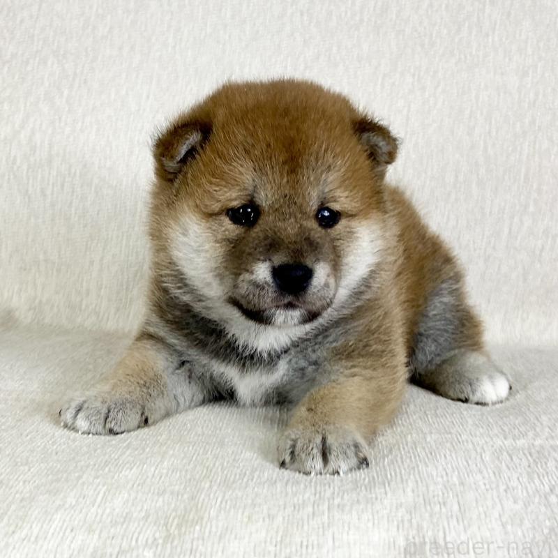 販売中の茨城県の柴犬-452516の8枚目