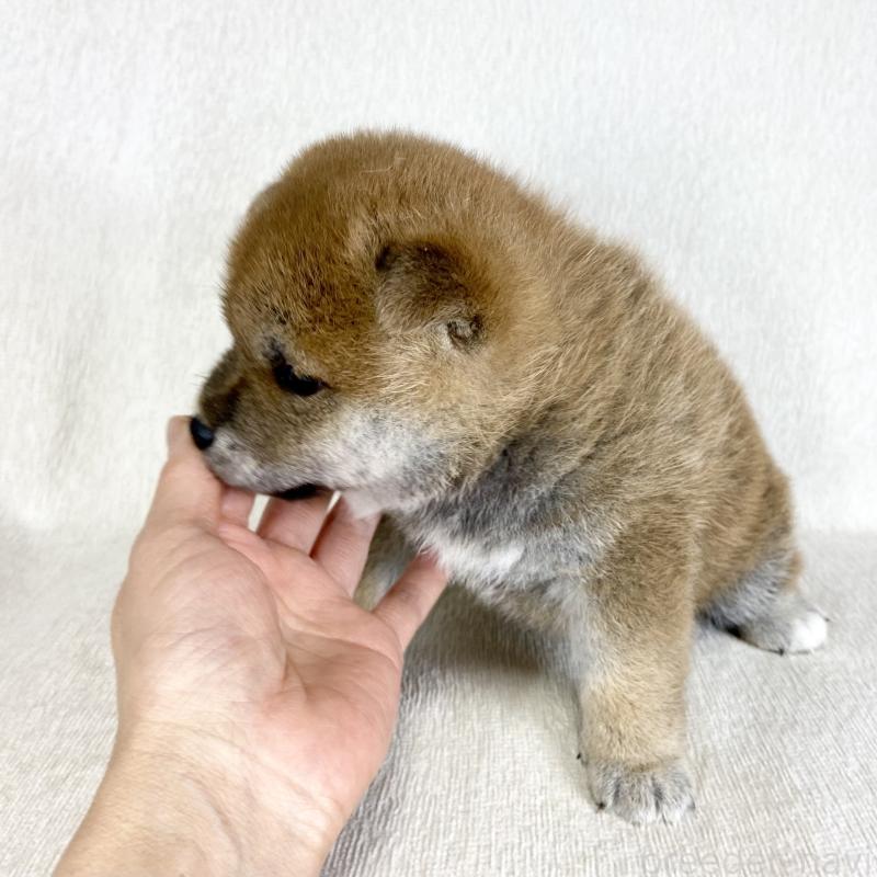 販売中の茨城県の柴犬-452516の7枚目