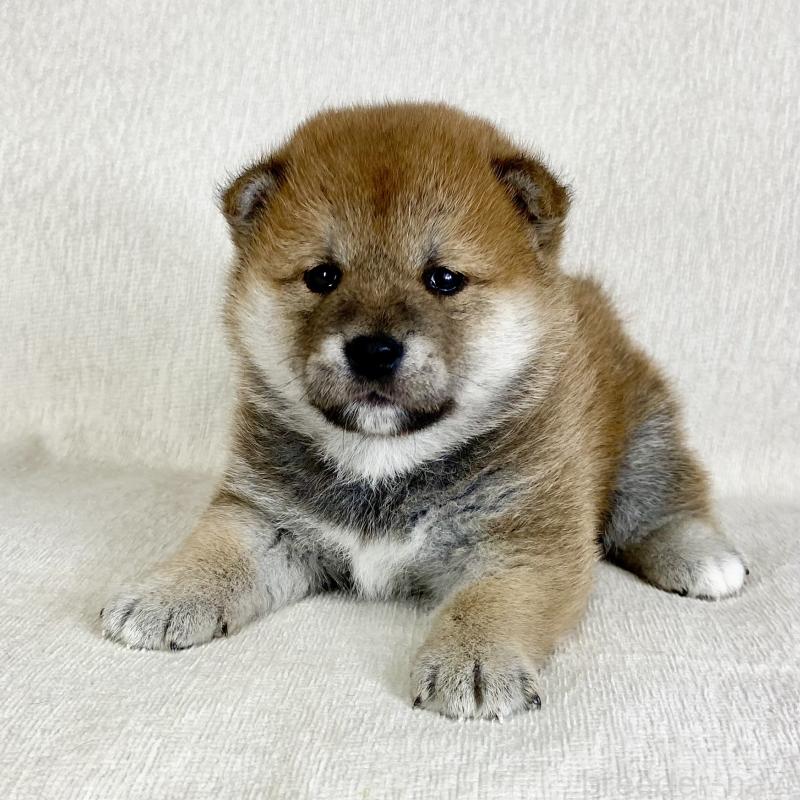 販売中の茨城県の柴犬-452516の5枚目