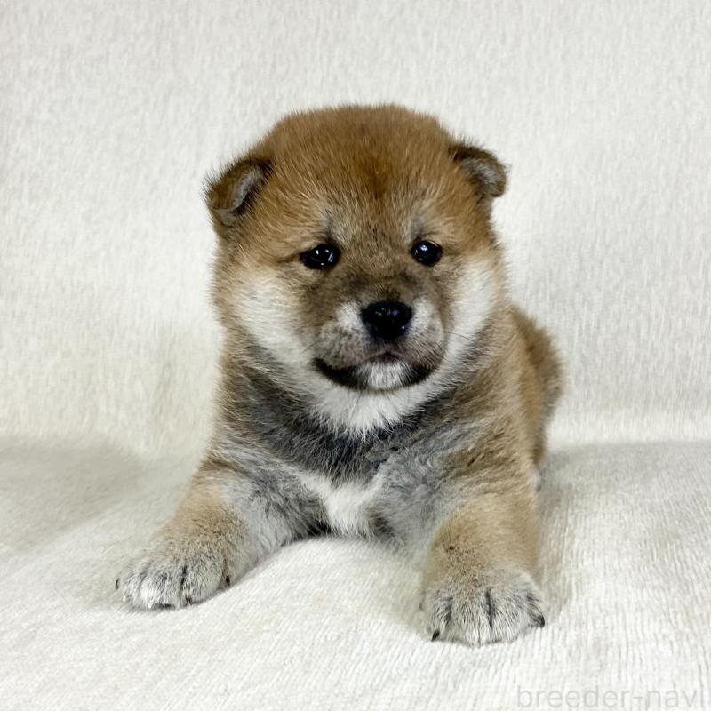 販売中の茨城県の柴犬-452516の4枚目