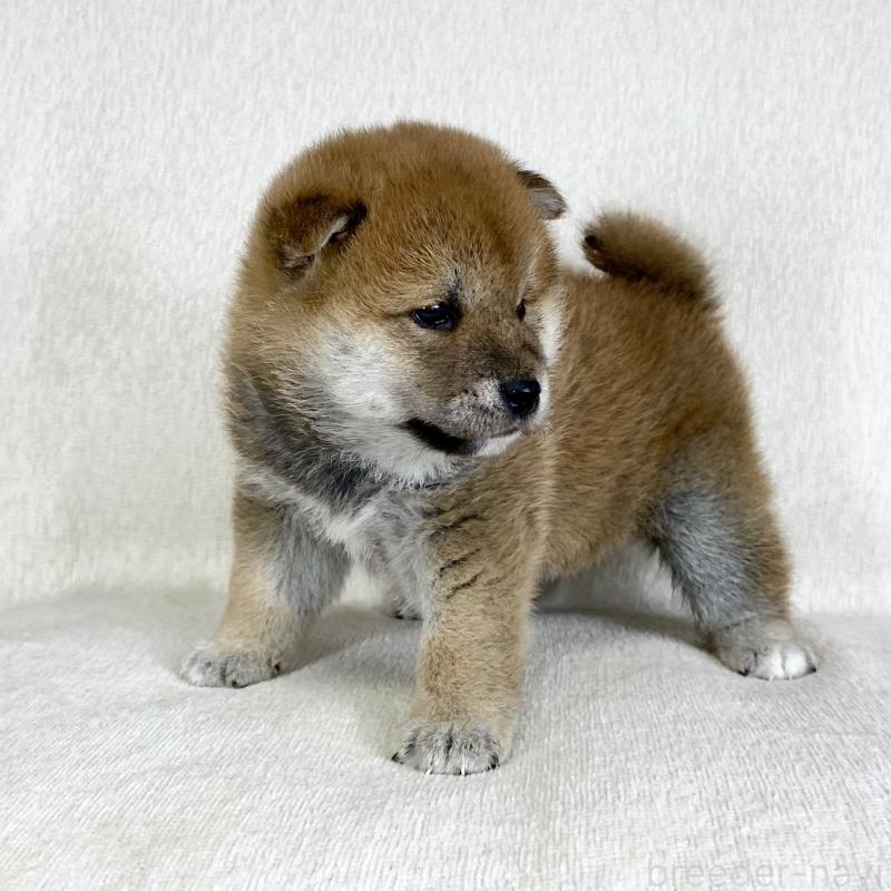 販売中の茨城県の柴犬-452516の3枚目