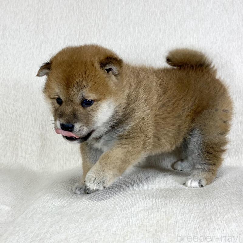 販売中の茨城県の柴犬-452516の2枚目