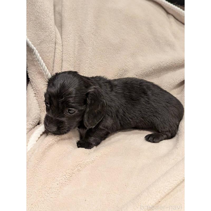 販売中の大阪府のミニチュアダックスフンド(ロングヘアード)-452517の3枚目