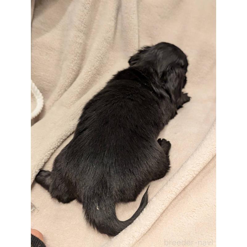 販売中の大阪府のミニチュアダックスフンド(ロングヘアード)-452517の2枚目