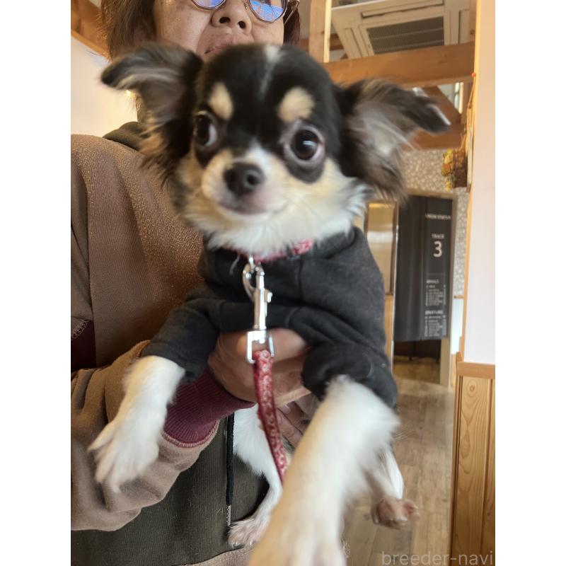 販売中の兵庫県のチワワ(ロングコート)-452520の15枚目