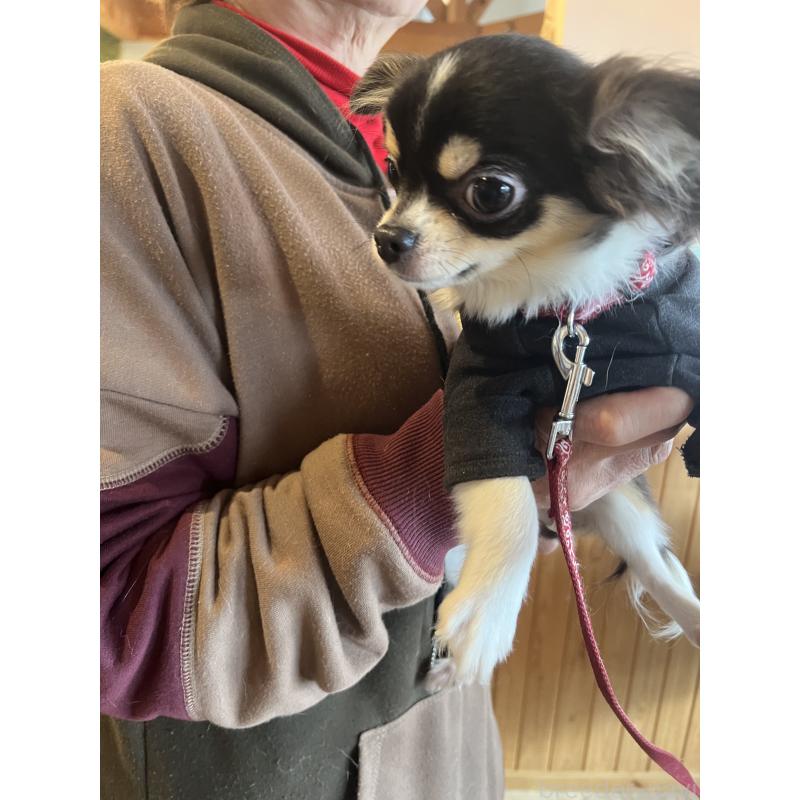 販売中の兵庫県のチワワ(ロングコート)-452520の14枚目