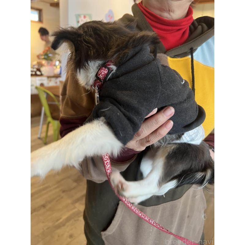 販売中の兵庫県のチワワ(ロングコート)-452520の13枚目