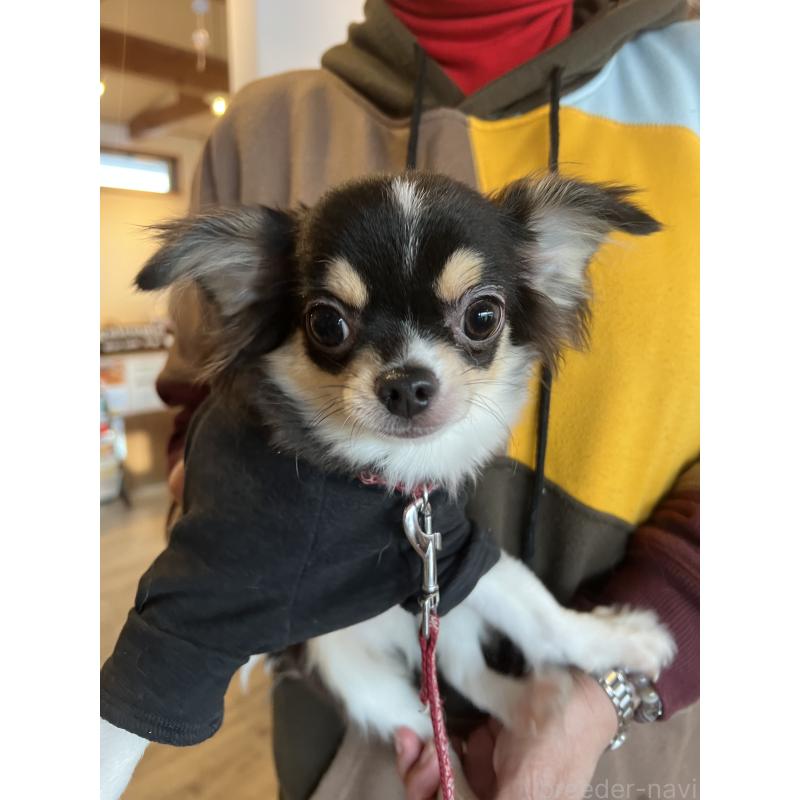 販売中の兵庫県のチワワ(ロングコート)-452520の10枚目