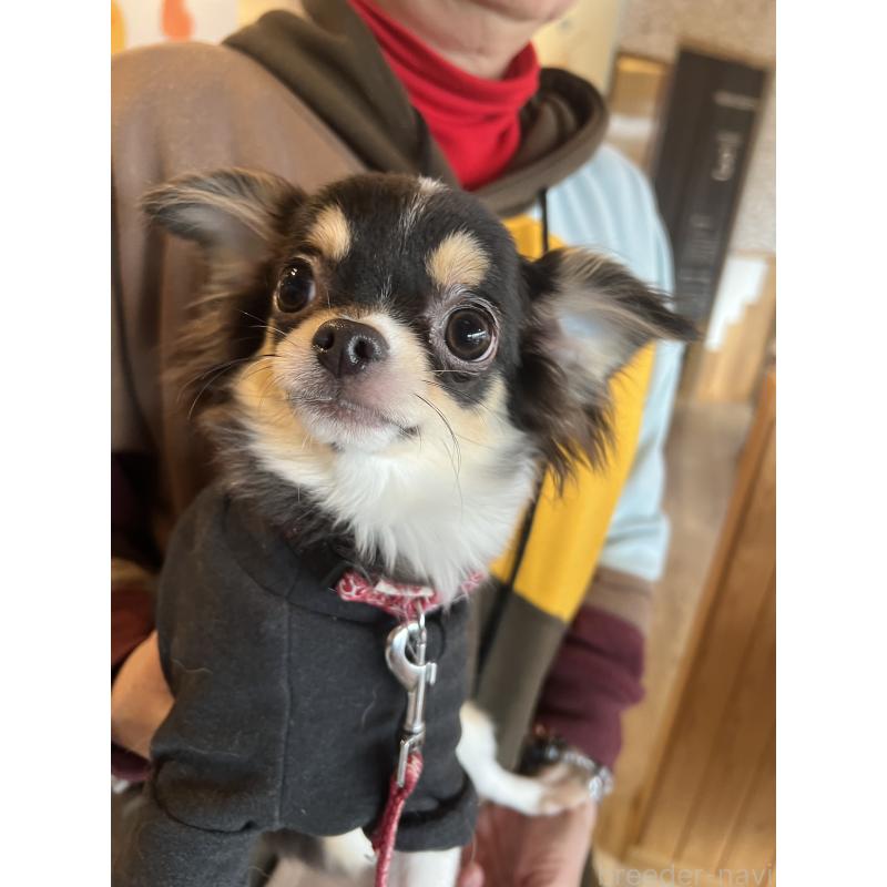 販売中の兵庫県のチワワ(ロングコート)-452520の9枚目