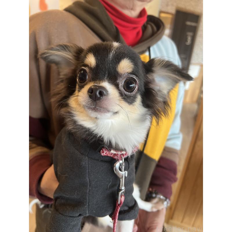 販売中の兵庫県のチワワ(ロングコート)-452520の8枚目