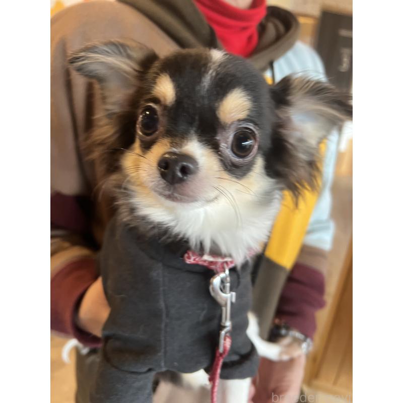 販売中の兵庫県のチワワ(ロングコート)-452520の7枚目