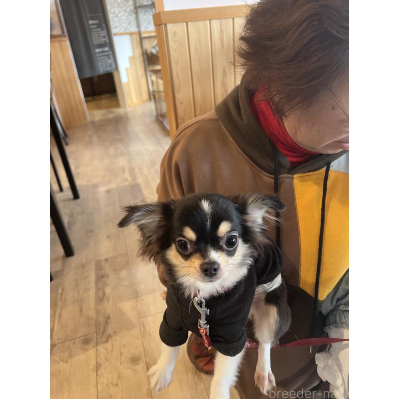 販売中の兵庫県のチワワ(ロングコート)-452520の6枚目