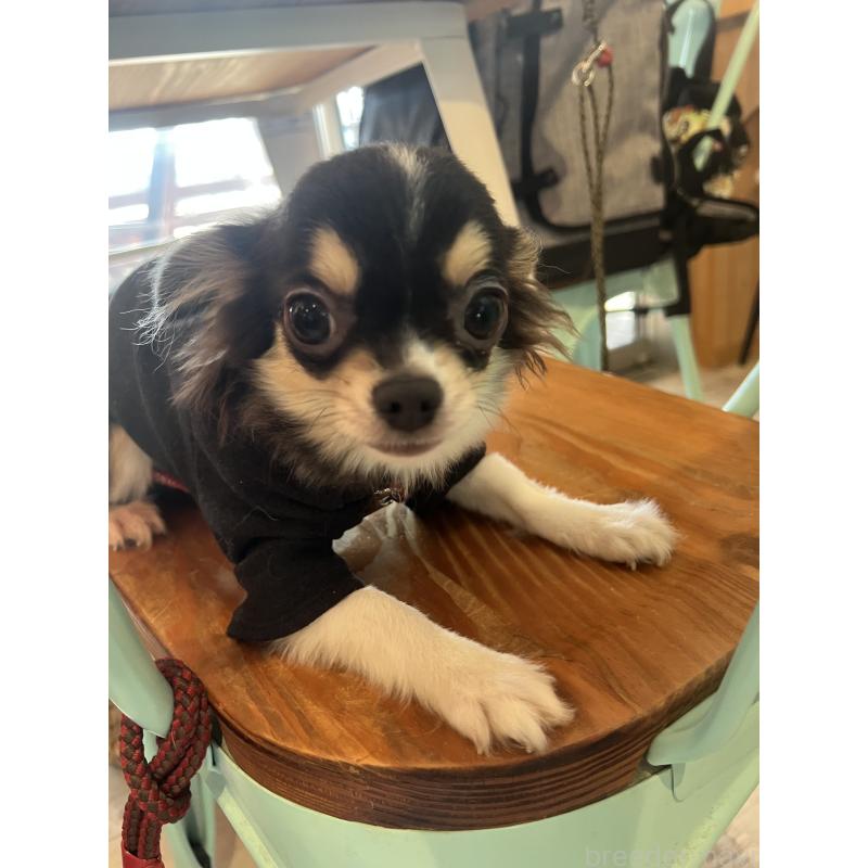 販売中の兵庫県のチワワ(ロングコート)-452520の5枚目