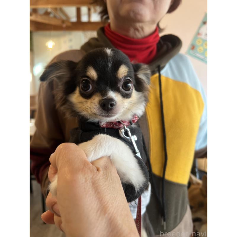 販売中の兵庫県のチワワ(ロングコート)-452520の4枚目