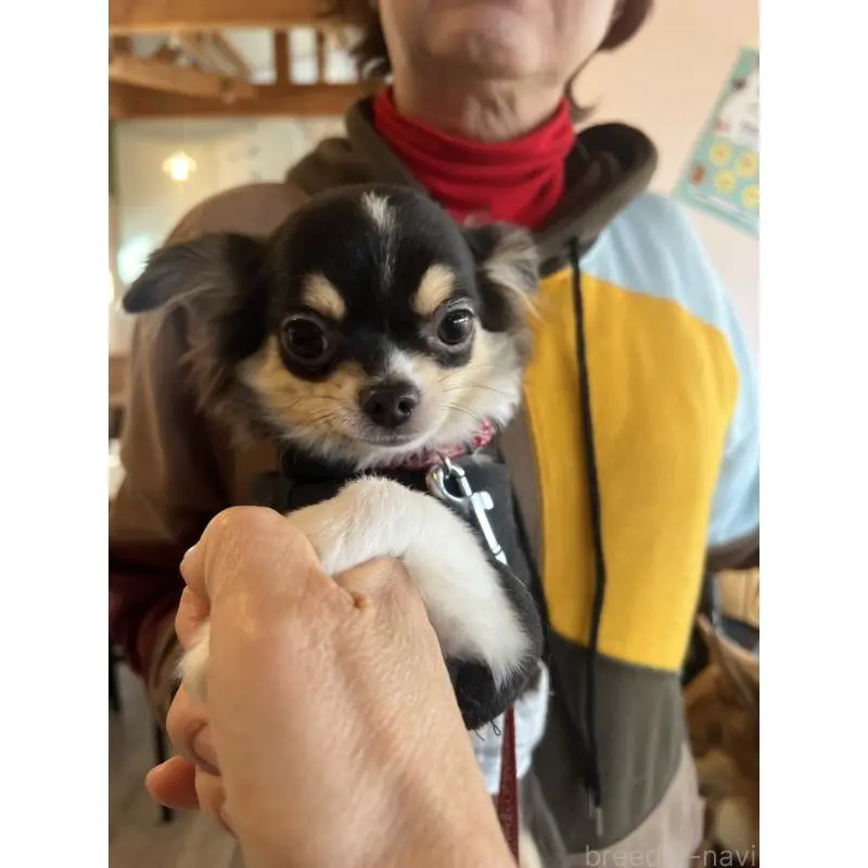 販売中の兵庫県のチワワ(ロングコート)-452520の3枚目