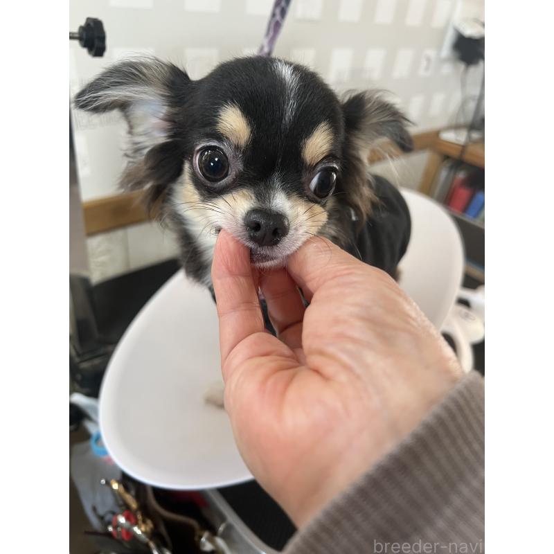 販売中の兵庫県のチワワ(ロングコート)-452520の2枚目