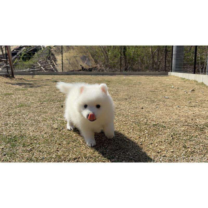 販売中の静岡県の日本スピッツ-452535の9枚目