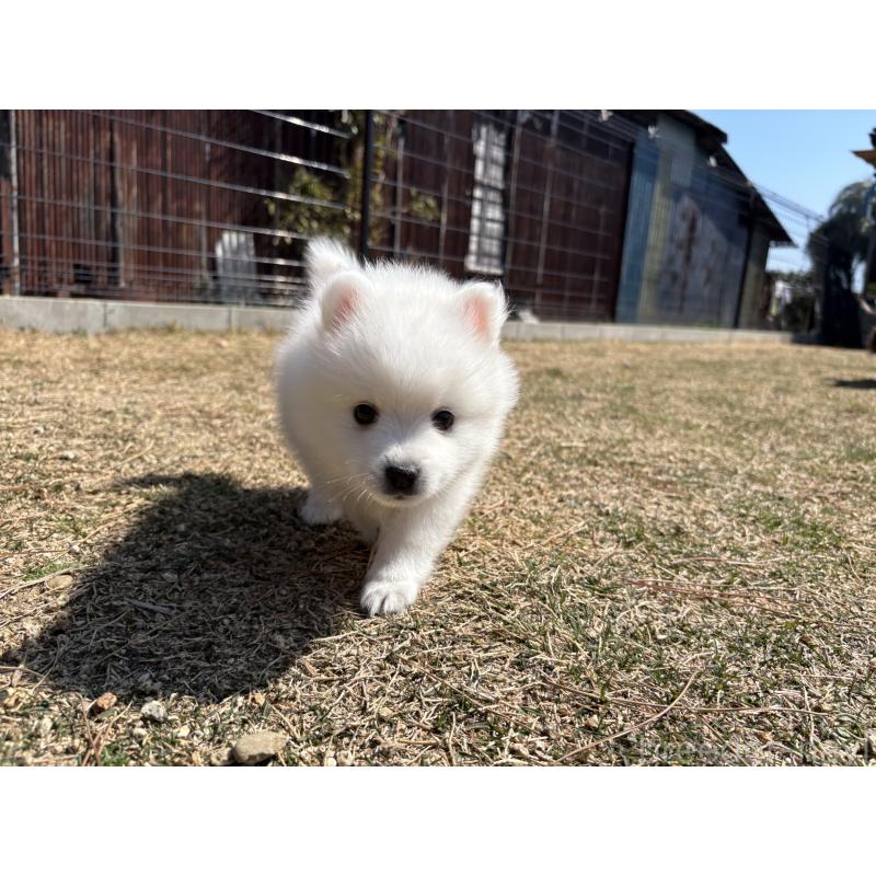 販売中の静岡県の日本スピッツ-452535の7枚目