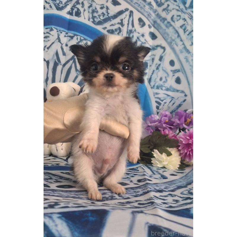 販売中の鹿児島県のチワワ(ロングコート)-452521の7枚目