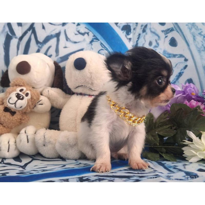 販売中の鹿児島県のチワワ(ロングコート)-452521の6枚目