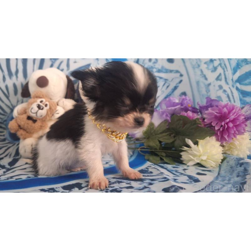 販売中の鹿児島県のチワワ(ロングコート)-452521の5枚目