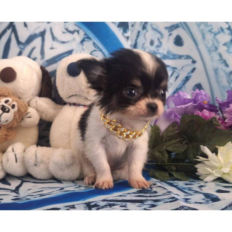 販売中の鹿児島県のチワワ(ロングコート)-452521の4枚目