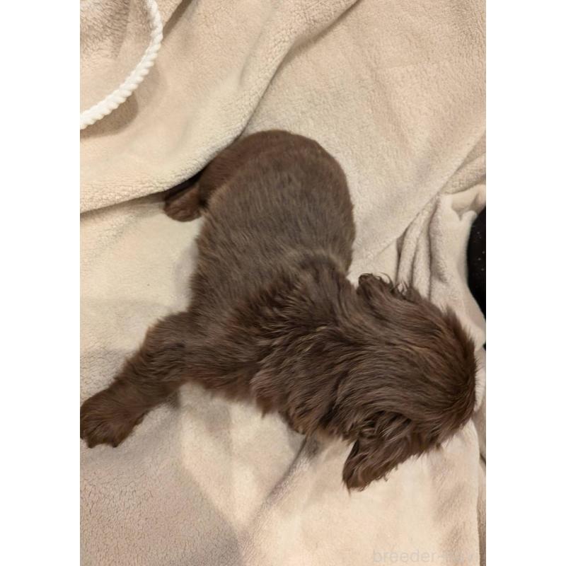 販売中の大阪府のミニチュアダックスフンド(ロングヘアード)-452522の2枚目