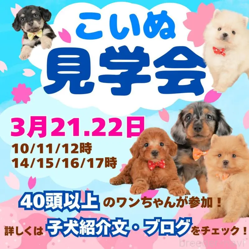 販売中の静岡県のミニチュアダックスフンド(ロングヘアード)-452524の4枚目