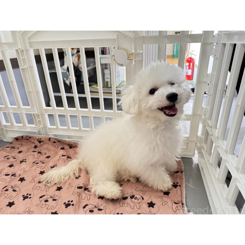 販売中の福井県のビションフリーゼ-426145の3枚目